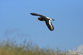 Eurasian oystercatcher (Haematopus ostralegus), Texel, free-standing, Netherlands