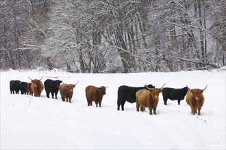 Scottish Highland Cattle and Black Angus Cattle, Angus Cattle