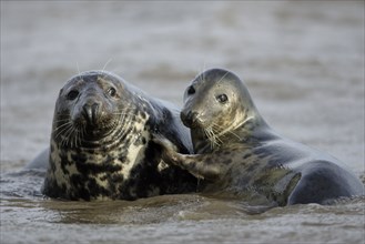 Grey Seals (Halichoerus grypus), pair, England