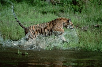 Siberian Tiger (Panthera tigris altaica), side