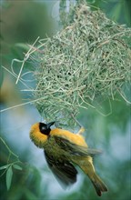 Small masked weaver, male courtship in nest, Kruger National Park, lesser masked weaver (Ploceus