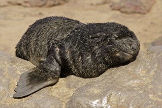 Young South African Fur Seal (Arctocephalus pusillus), Cape Cross, Namibia, Africa