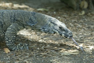 Common Tree Monitor, Australia (Varanus varius), Buntwaran, Australien, Andere Tiere, other