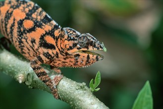 Parson's chameleon, male (Chamaleo parsonii), side, Madagascar, Africa