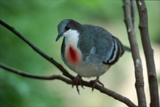 Luzon Bleeding Heart Pigeon (Gallicolumba luzonica), Australia, Oceania