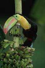 Keel-billed Toucan (Ramphastos sulfuratus), Roatan, Honduras, Central America