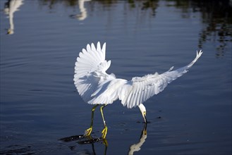 Snowy egret (Egretta thula), Merrit, Heron, Iceland, USA, Europe