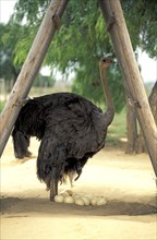 South african ostrich (Struthio camelus australis), female at nest, ostrich farm, Oudtshoorn, South