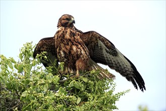 Galapagos hawk (Buteo galapagoensis), Galapagos Islands, Ecuador, South America