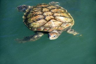 Green Turtle (Chelonia mydas), Grand Cayman, Cayman Islands, North America