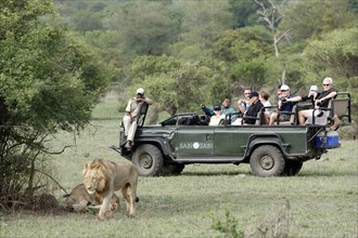 Tourists in safari jeep and African lions (Panthera leo), Kruger National Park, South Africa nian