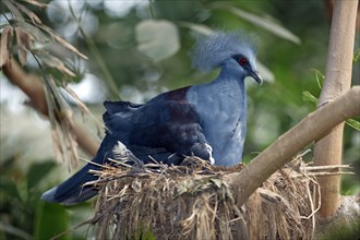 Blue-headed western crowned pigeon (Goura cristata) on nest, Crowned Pigeon