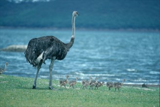 South (Struthio camelus australis) African Ostrichs, female with chicks, Kruger national park,