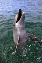 Bottlenose Dolphin (Tursiops truncatus), Honduras, Central America