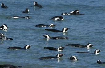 African penguin (Spheniscus demersus), Boulders Beach, South Africa, Africa