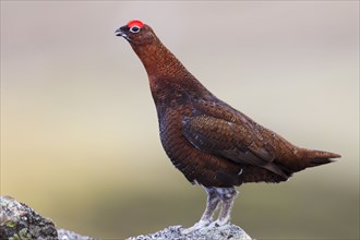 Red Grouse ( Lagopus lagopus scoticus) , side, Cairngorms National Park, Scotland, United Kingdom,