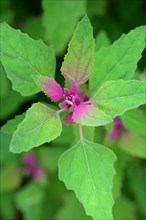 Chenopodium giganteum (Chenopodium giganteum)