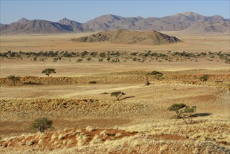 Barren grassland, Gondwana Namib Park, near Sesriem, Hardap Region, Namibia, Africa