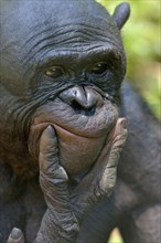 Bonobo (Pan paniscus), portrait, Lola ya Bonobo Sanctuary, Kimwenza, Mont Ngafula, Kinshasa,