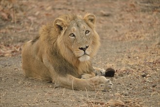 Asiatic Lion (Panthera leo persica), male, Gir Forest National Park, Gir Sanctuary, Gujarat, India,