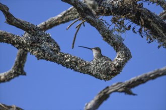 Glittering-bellied Emerald (Chlorostilbon lucidus) in its nest, female, Estancia El Socorro, near