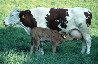 Cow suckles calf, calf, side, cows, cows, cows calf