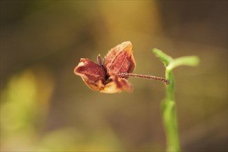 Needle Sunrose (Fumana ericoides) growing at Mount "La Talaia del Montmell" at evening, Catalonia,