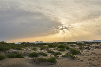 Beach "Platja del Fangar", Vegetation, nature reserve, ebro delta, Catalonia, Spain, Europe