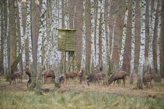 Hunting blind with red deer (Cervus elaphus), pack in birch forest, Hessen, Germany, Europe