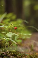 Small forest strawberries, Black Forest, Germany, Europe