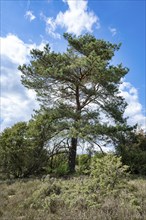 Scots pine (Pinus sylvestris), blue sky and white clouds, Lüneburger Heide, Lower Saxony, Germany,