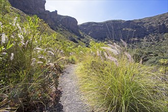 Camino Real or King's Path in the Caldera de Bandama in the Bandama Natural Park or Monumento