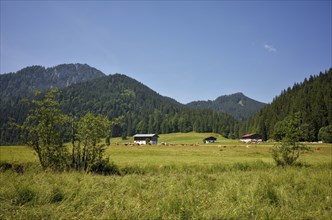 Cows and alpine huts on the Rötelmoosalm in the Chiemgau Alps, Bavaria, Germany, Europe