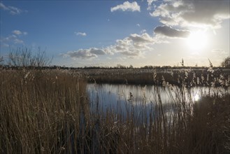 National Park De Alde Feanen, the old fen, Earnewald, Eernewoude, Friesland, Fryslân, Netherlands