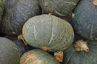 Green Kabocha Hokkaido squashes in pumpkin pile