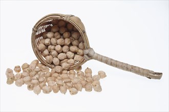 Chickpeas (Cicer arietinum), field pea, legume family