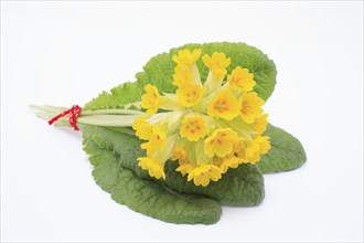 Common cowslip (Primula veris), is a species of plant from the genus Primula, medicinal plant,