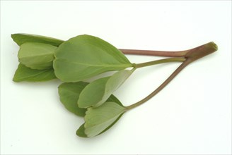 Bog bean (Menyanthes trifoliata) or bitter clover, medicinal plant