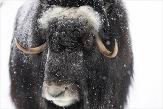 Musk ox (Ovibos moschatus) (C), in the snow at Ranua Wildlife Park, Lapland, Finland, Europe