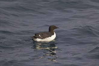 Thick-billed murre (Uria lomvia), Brünnich's guillemot swimming in sea, native to the sub-polar