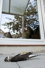 Eurasian sparrowhawk (Accipiter nisus), dead male lying in front of a window, North