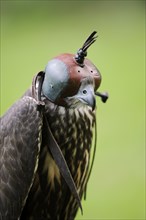 Gerfalcon x Saker falcon hybrid (Falco rusticolus x Falco cherrug), hawk with falcon bonnet,