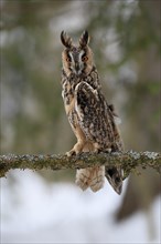 Long-eared owl (Asio otus), adult, perch, winter, snow, alert, Bohemian Forest, Czech Republic,