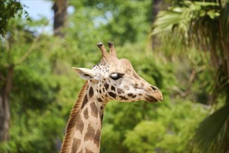 Reticulated giraffe (Giraffa camelopardalis reticulata), portrait, captive, distribution africa