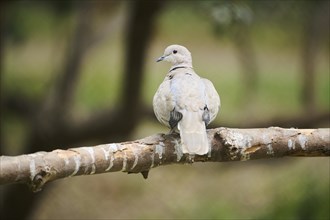 Eurasian collared dove (Streptopelia decaocto) sitting on a branch, Spain, Europe