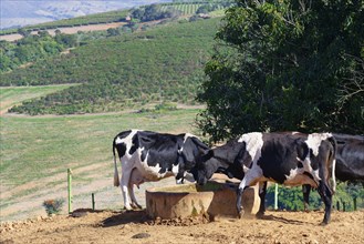 Milk Cows in the Serra da Canastra, Sao Roque das Minas, Minas Gerais state, Brazil, South America