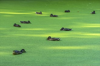 Mallards (Anas platyrhynchos) females swimming on pond with duckweeds (Lemna), duckweed, sleeping