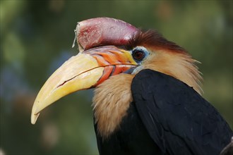 Helmeted Hornbill (Rhyticeros cassidix), male, captive, occurrence in Asia