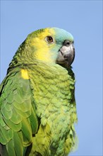 Orange-winged amazon (Amazona amazonica), portrait, captive, occurrence in South America