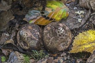 Immature fruit bodies of collared earthstar (Geastrum triplex), saucered earthstar, triple